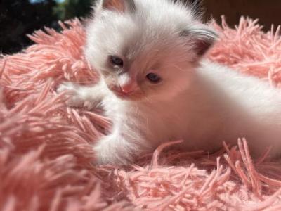 Cotton - Ragdoll - Gallery Photo #1