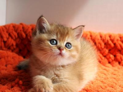 Orange - British Shorthair - Gallery Photo #1