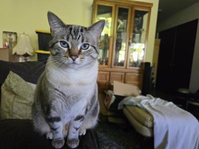 Samantha Siamese Tabby - Siamese - Gallery Photo #1