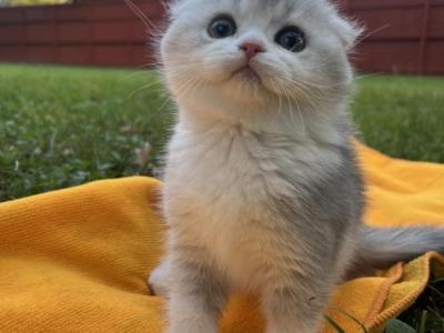 Scottish Fold & Scottish Straights - Scottish Fold - Gallery Photo #1