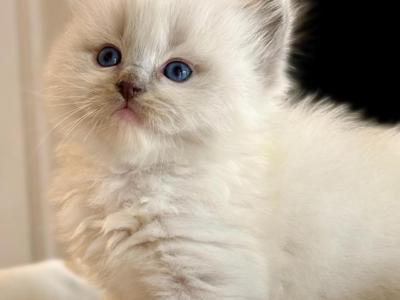 Dreamy - Ragdoll - Gallery Photo #1