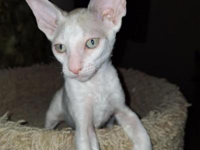 Spirit Eyes - Cornish Rex - Gallery Photo #1