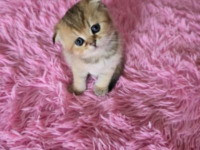 Liya - Scottish Fold - Gallery Photo #1