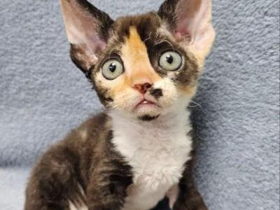 Monro - Devon Rex - Gallery Photo #1