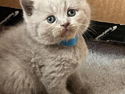 British Baby - British Shorthair - Gallery Photo #1