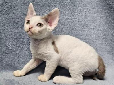 Henk - Devon Rex - Gallery Photo #1