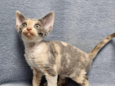 Assol - Devon Rex - Gallery Photo #1