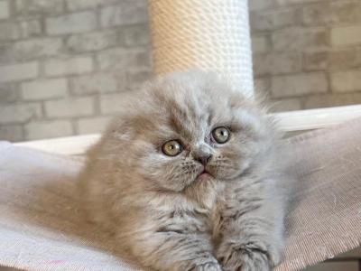 Garry Fold - Scottish Fold - Gallery Photo #1