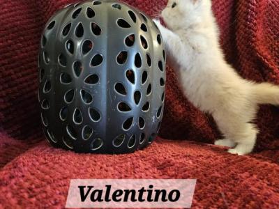 Valentino - Persian - Gallery Photo #1