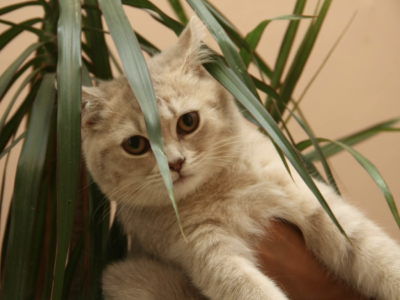 Bahire Girl 2 - British Shorthair - Gallery Photo #1