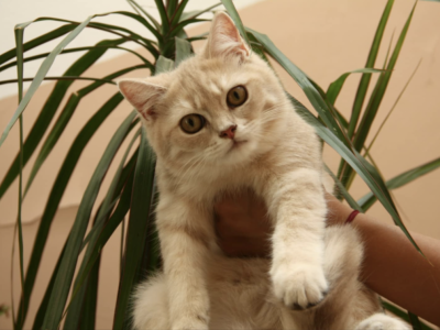 Bahire Boy 1 - British Shorthair - Gallery Photo #1