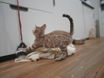 Mink Male TICA Registered - Bengal - Gallery Photo #1