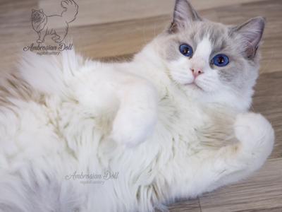 Grace - Ragdoll - Gallery Photo #1