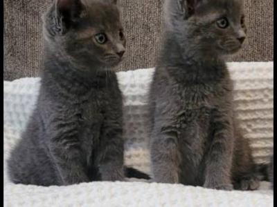 Russian Blue Kittens Litter 3 - Russian Blue - Gallery Photo #1