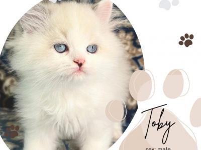 Toby - Ragdoll - Gallery Photo #1