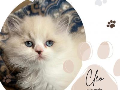 Cleo - Ragdoll - Gallery Photo #1