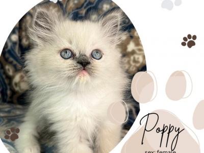 Poppy - Ragdoll - Gallery Photo #1