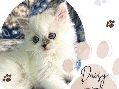 Daisy - Ragdoll - Gallery Photo #1