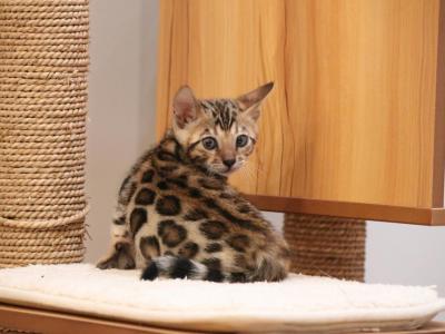 Yellow Collar - Bengal - Gallery Photo #1