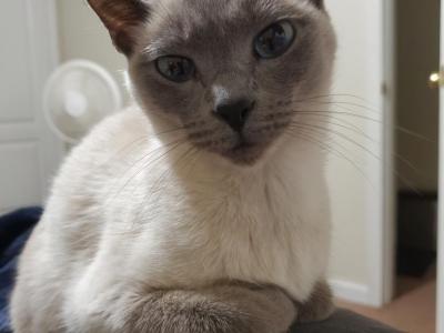 Nala - Siamese - Gallery Photo #1