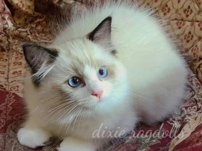 Finn - Ragdoll - Gallery Photo #1