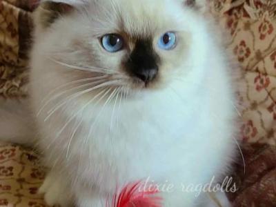 Faith - Ragdoll - Gallery Photo #1