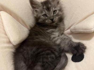 Smoke Grey Girl - Maine Coon - Gallery Photo #1