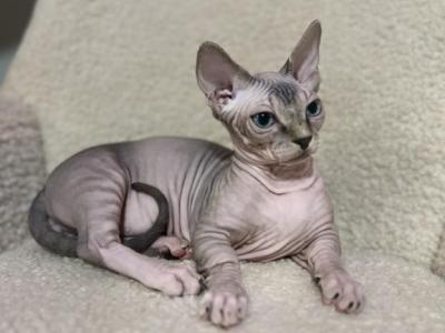 Sasha Sphynx Mini Size Bambino - Sphynx - Gallery Photo #1