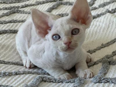 Devon Rex Male Kittens - Devon Rex - Gallery Photo #1