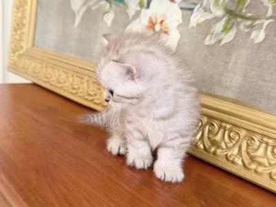 BRITISH SHORTHAIR KITTENS GIRL - British Shorthair - Gallery Photo #1