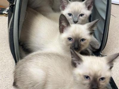 Seal Point And Lilac Point Siamese - Siamese - Gallery Photo #1