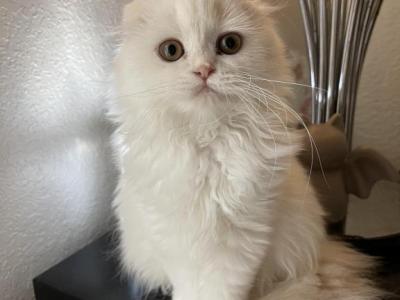 Cream Silver Van Girl - Scottish Fold - Gallery Photo #1