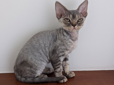 Marsel - Devon Rex - Gallery Photo #1