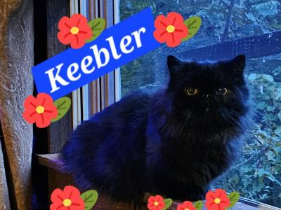 Keebler - Munchkin - Gallery Photo #1