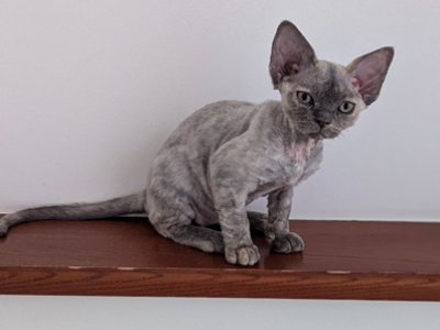 Margaret - Devon Rex - Gallery Photo #1