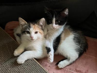 Domestic Shorthair Calico Female - American Shorthair - Gallery Photo #1