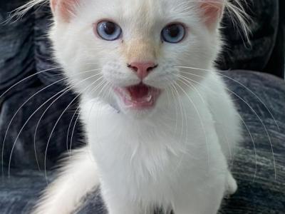 A1 Albino Siamese Not Flame Point - Domestic - Gallery Photo #1