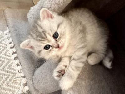 Scottish - Scottish Fold - Gallery Photo #1