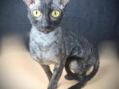 Tommy - Cornish Rex - Gallery Photo #1