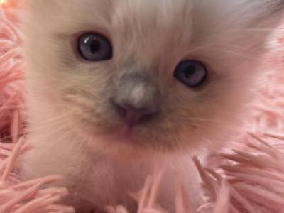 Cedar - Ragdoll - Gallery Photo #1