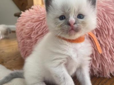 Juniper - Ragdoll - Gallery Photo #1