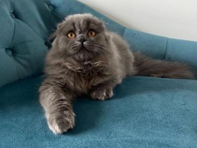 Scottish Fold Tiffany - Scottish Fold - Gallery Photo #1