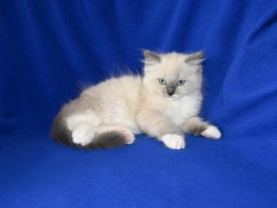 Lively & Frenchy Kittens - Ragdoll - Gallery Photo #1