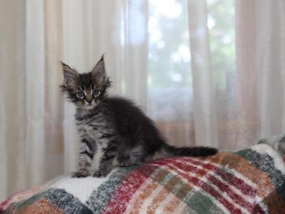 Orion - Maine Coon - Gallery Photo #1