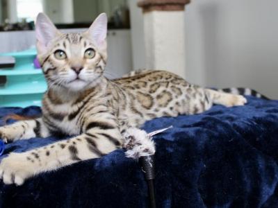 ARIA   Super Sweet Kitten - Bengal - Gallery Photo #1