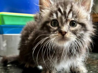 Maine Coon Babies - Maine Coon - Gallery Photo #1