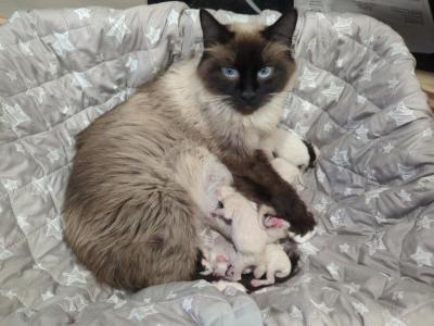 Waitlist Ragamese - Ragdoll - Gallery Photo #1