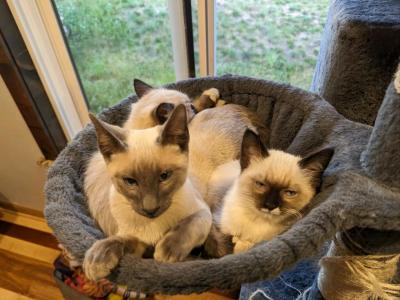 Siamese Kittens - Siamese - Gallery Photo #1