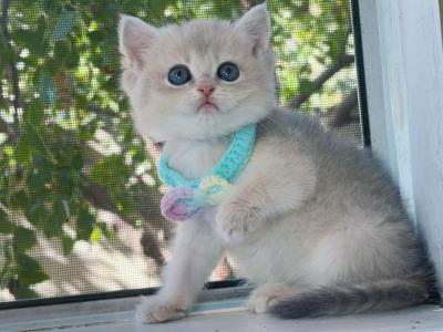 B020 - British Shorthair - Gallery Photo #1