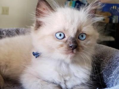 Blue - Ragdoll - Gallery Photo #1